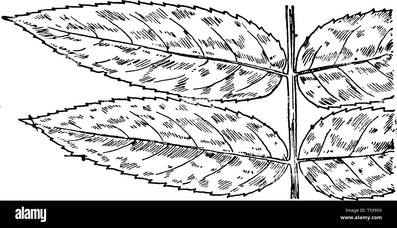 Staghorn sumac tree Stock Vector Images Alamy