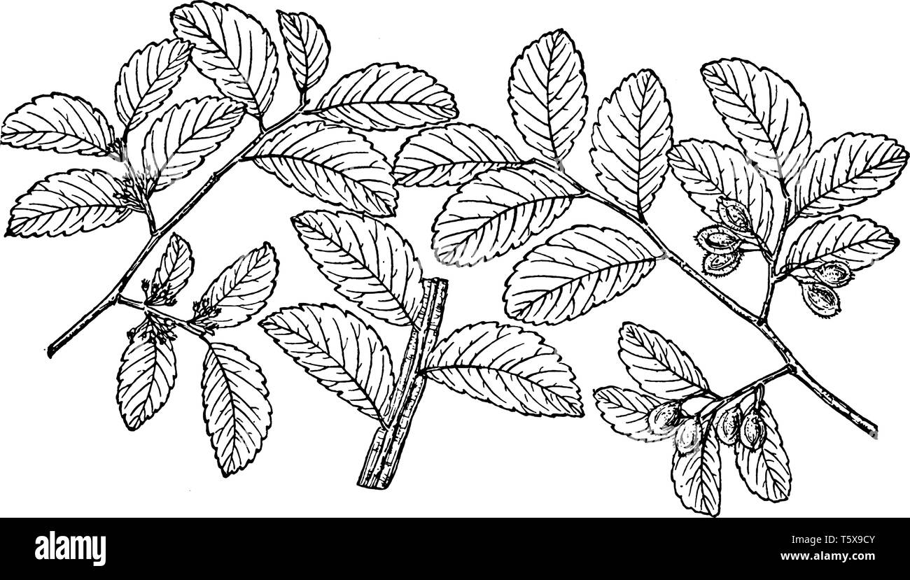 A picture showing branch of Texas Cedar Elm also known as Ulmus Crassifolia which is native to south central North America, vintage line drawing or en Stock Vector