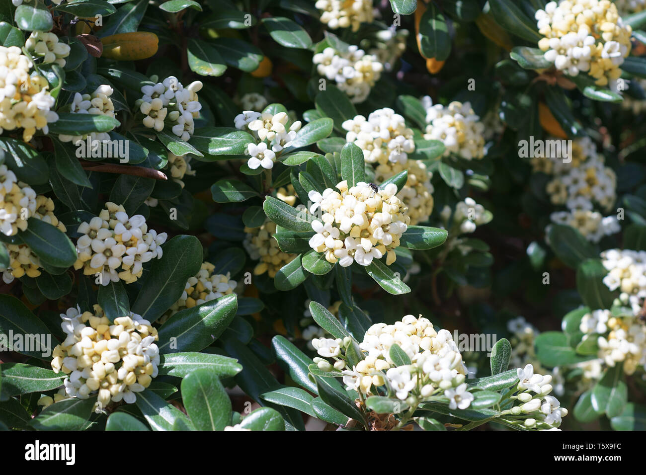 Pitosporo - pittosporum toibra, flowers, in Naples, italy Stock Photo