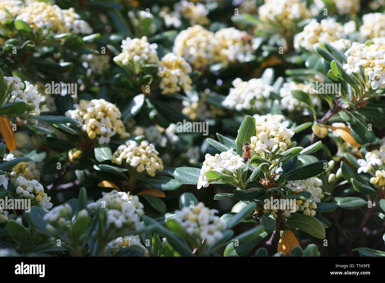 Pitosporo - pittosporum toibra, flowers, in Naples, italy Stock Photo