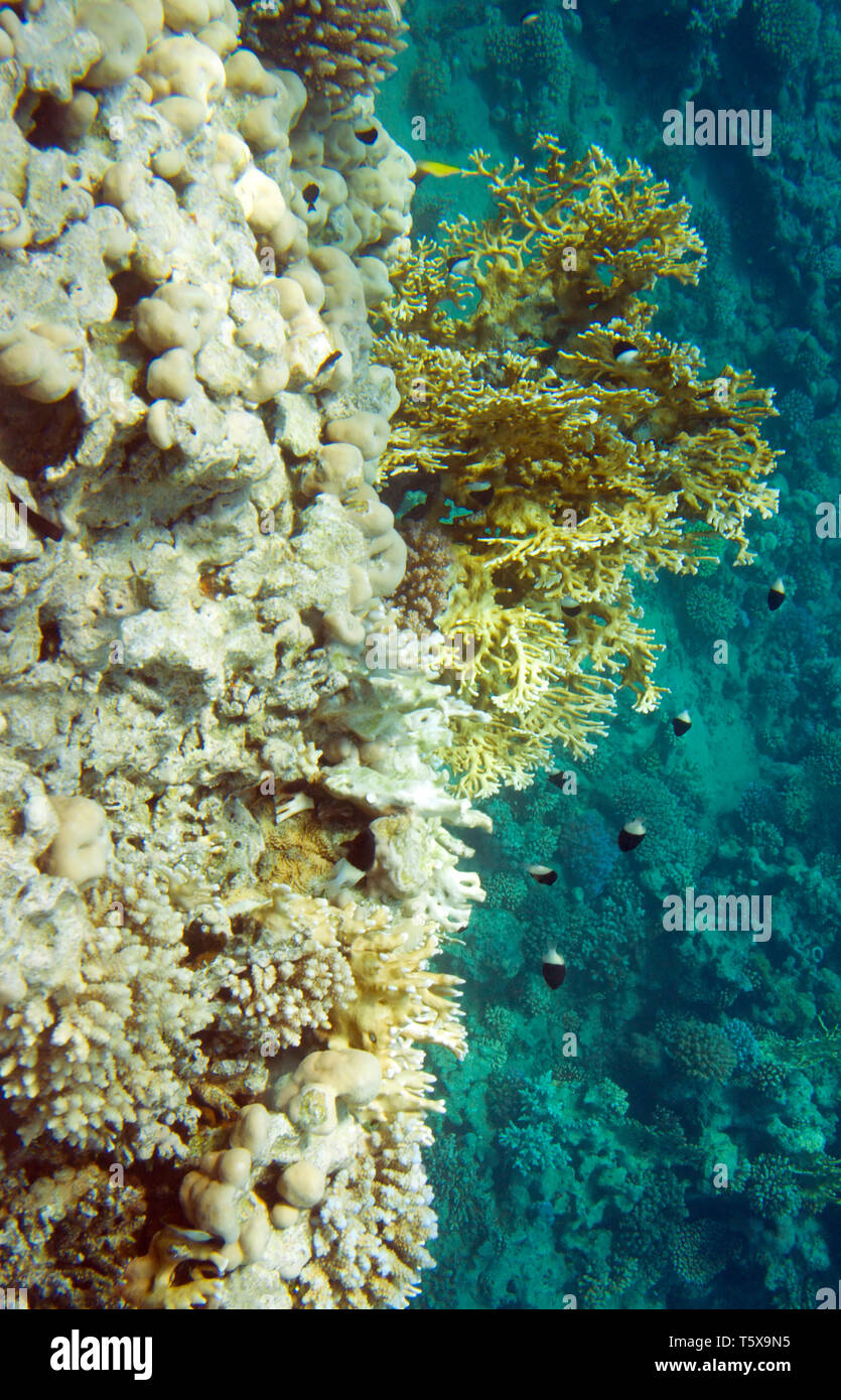 Millepora dichotoma coral and chromis dimidiata fish. Underwater life of Red sea in Egypt. Saltwater fishes and coral reef. Fire hard coral and bicolo Stock Photo