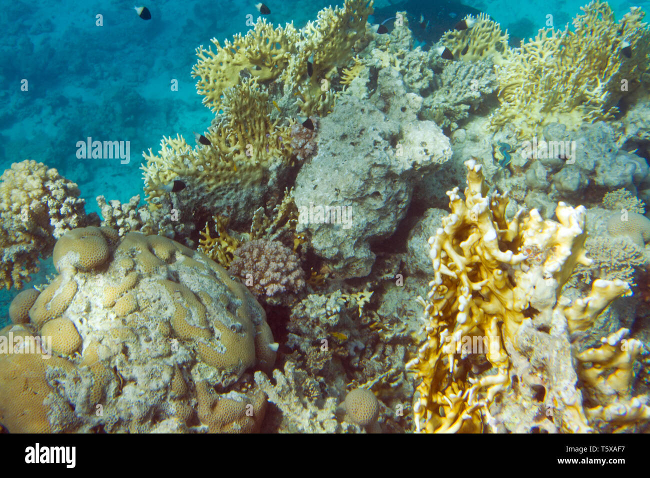 Millepora dichotoma coral and chromis dimidiata fish. Underwater life of Red sea in Egypt. Saltwater fishes and coral reef. Fire coral and bicolor pul Stock Photo