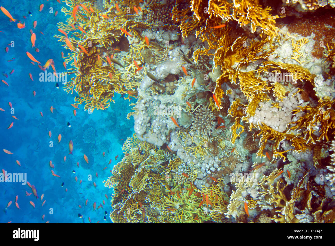 Millepora dichotoma coral and chromis dimidiata fish. Underwater life of Red sea in Egypt. Saltwater fishes and coral reef. Fire hard coral Stock Photo