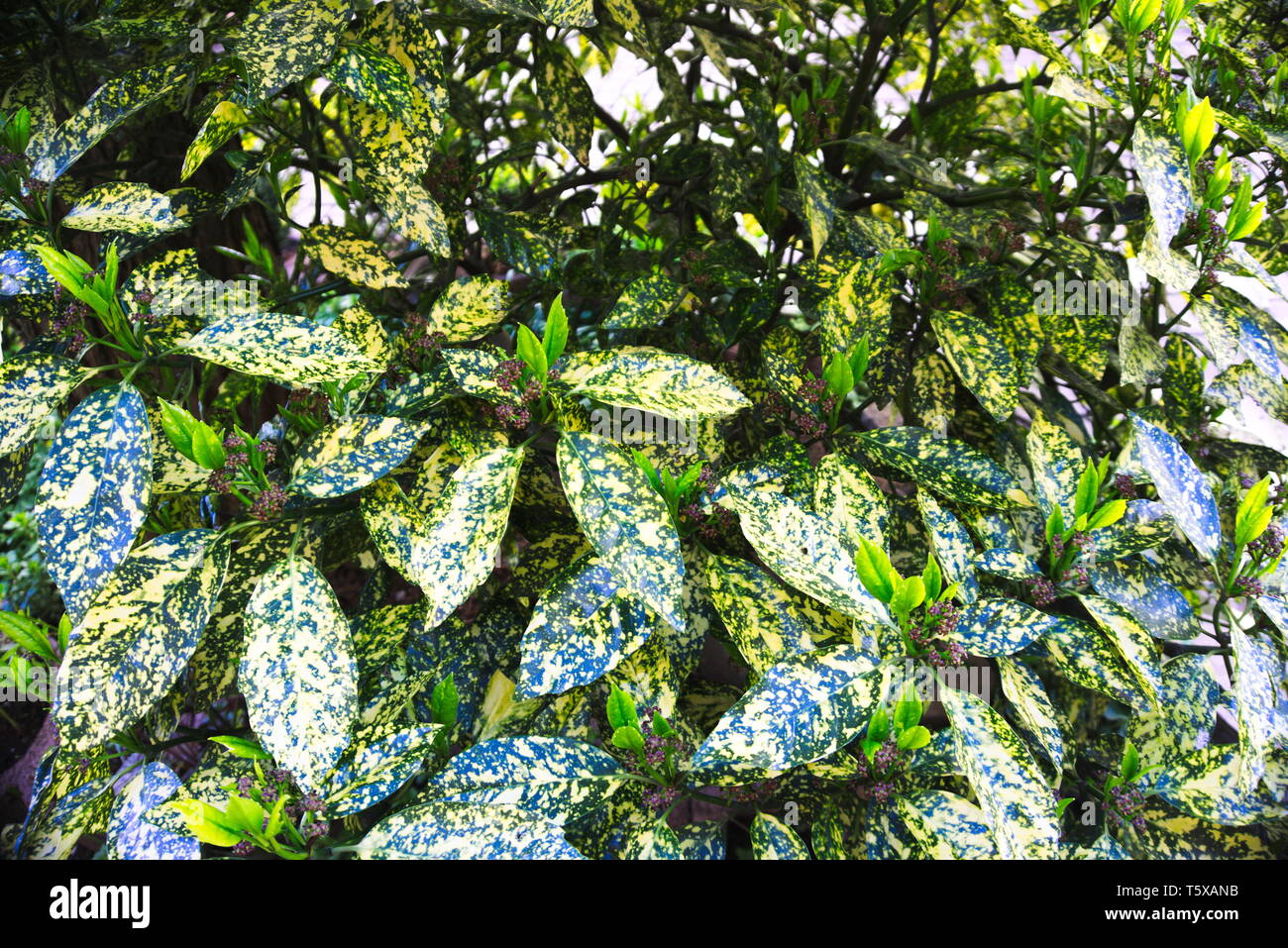 Mottled leaf hi-res stock photography and images - Alamy