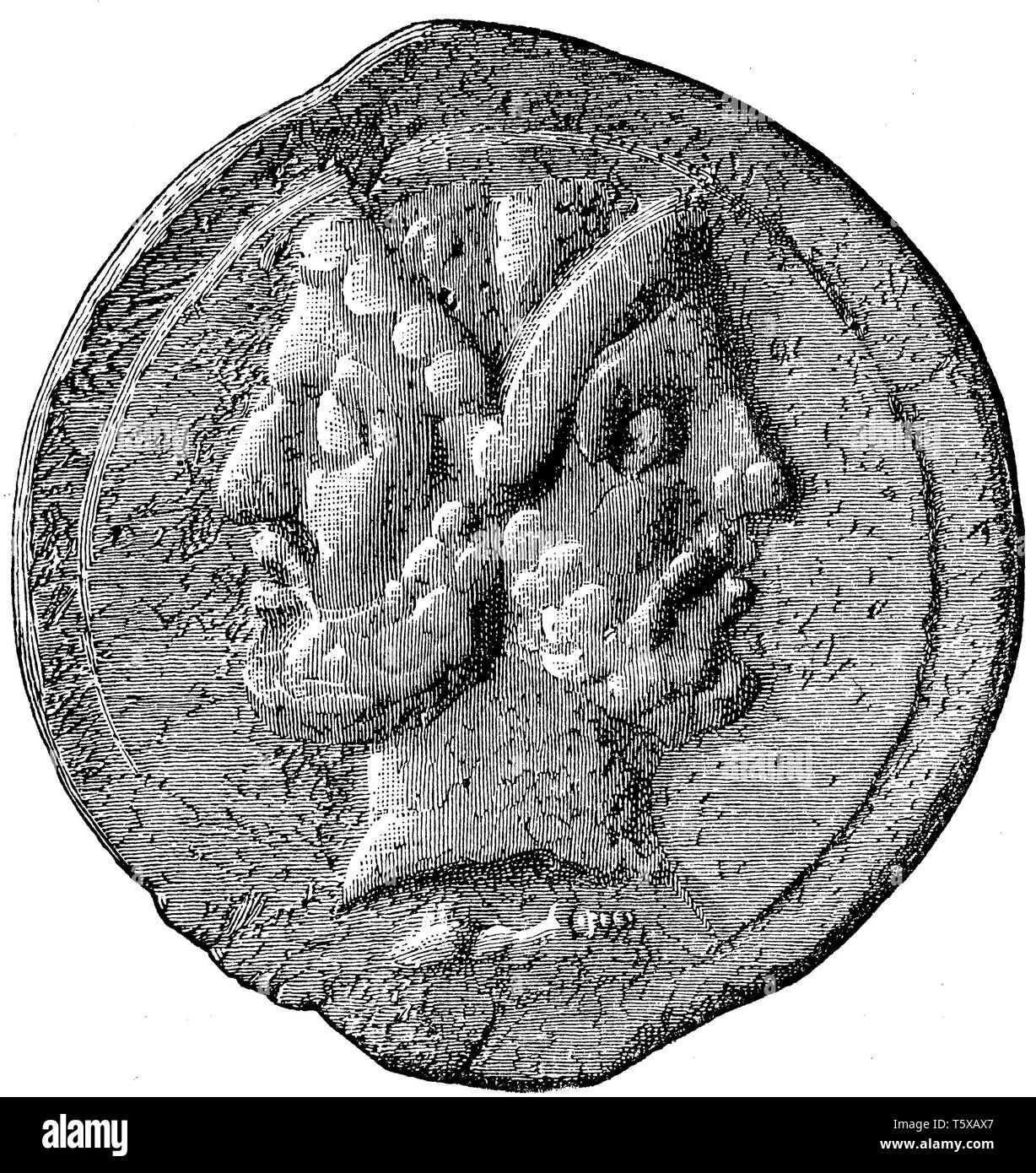 Head of janus hires stock photography and images Alamy