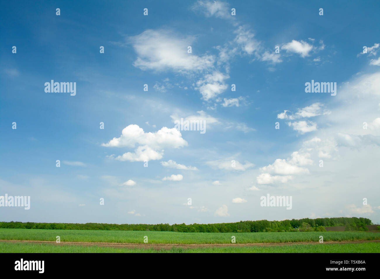 Green grass on a summer meadow. Blue sky with white clouds. Forest ...