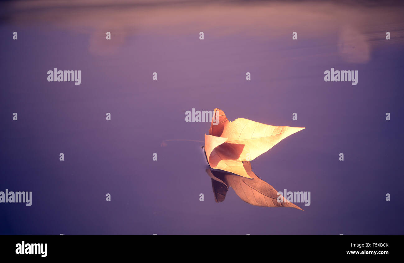 Dry autumn leaf floating on water surface Stock Photo - Alamy