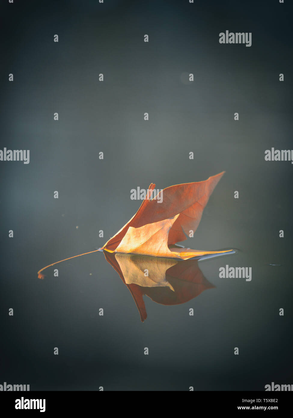 Dry autumn leaf floating on water surface Stock Photo - Alamy