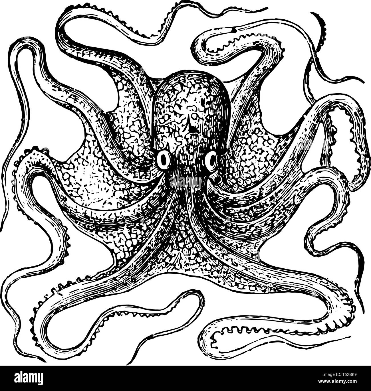 Octopus species Black and White Stock Photos & Images - Alamy