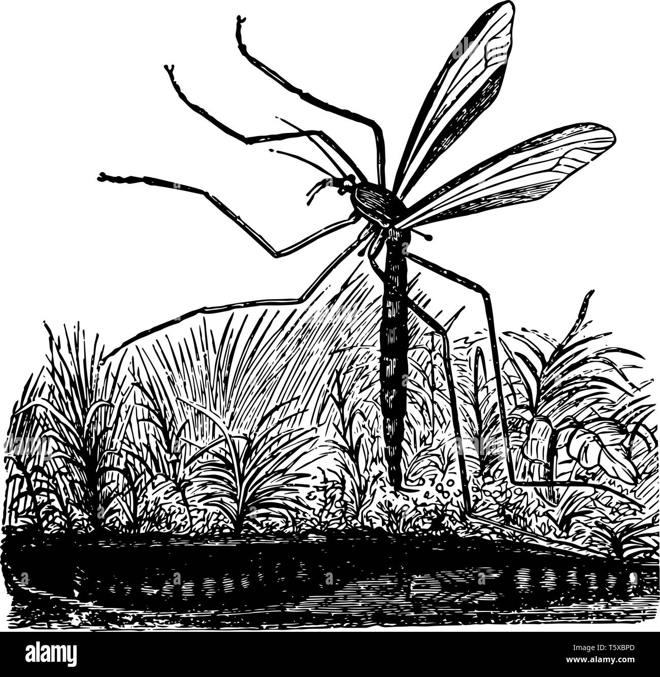 Daddy long legs illustration hi-res stock photography and images - Alamy
