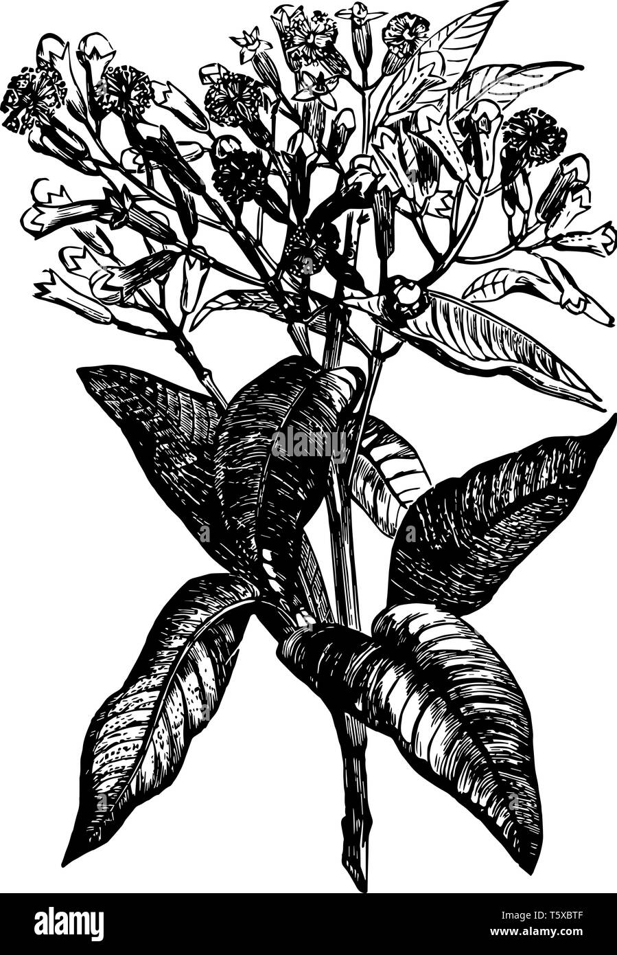 A clove plant with many rippen cloves on it vintage line drawing or