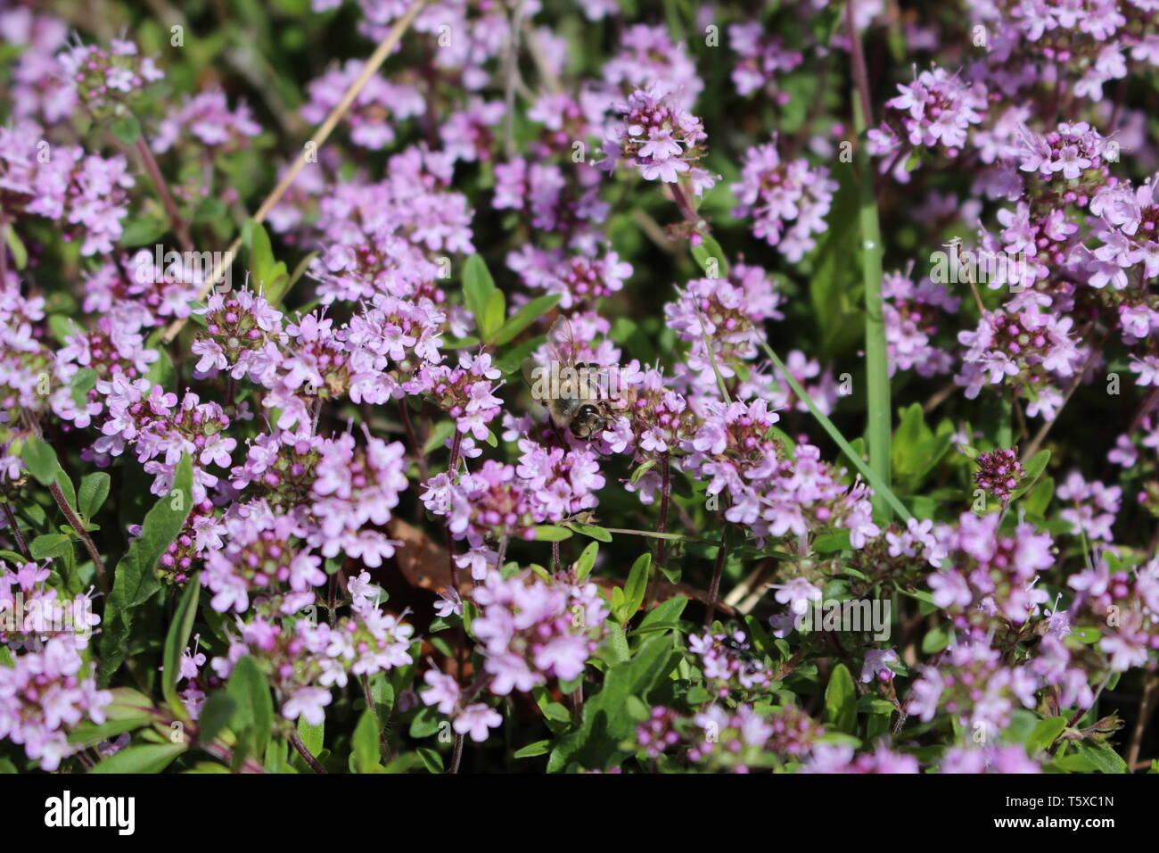 Flowering Wild Thyme Stock Photo Alamy