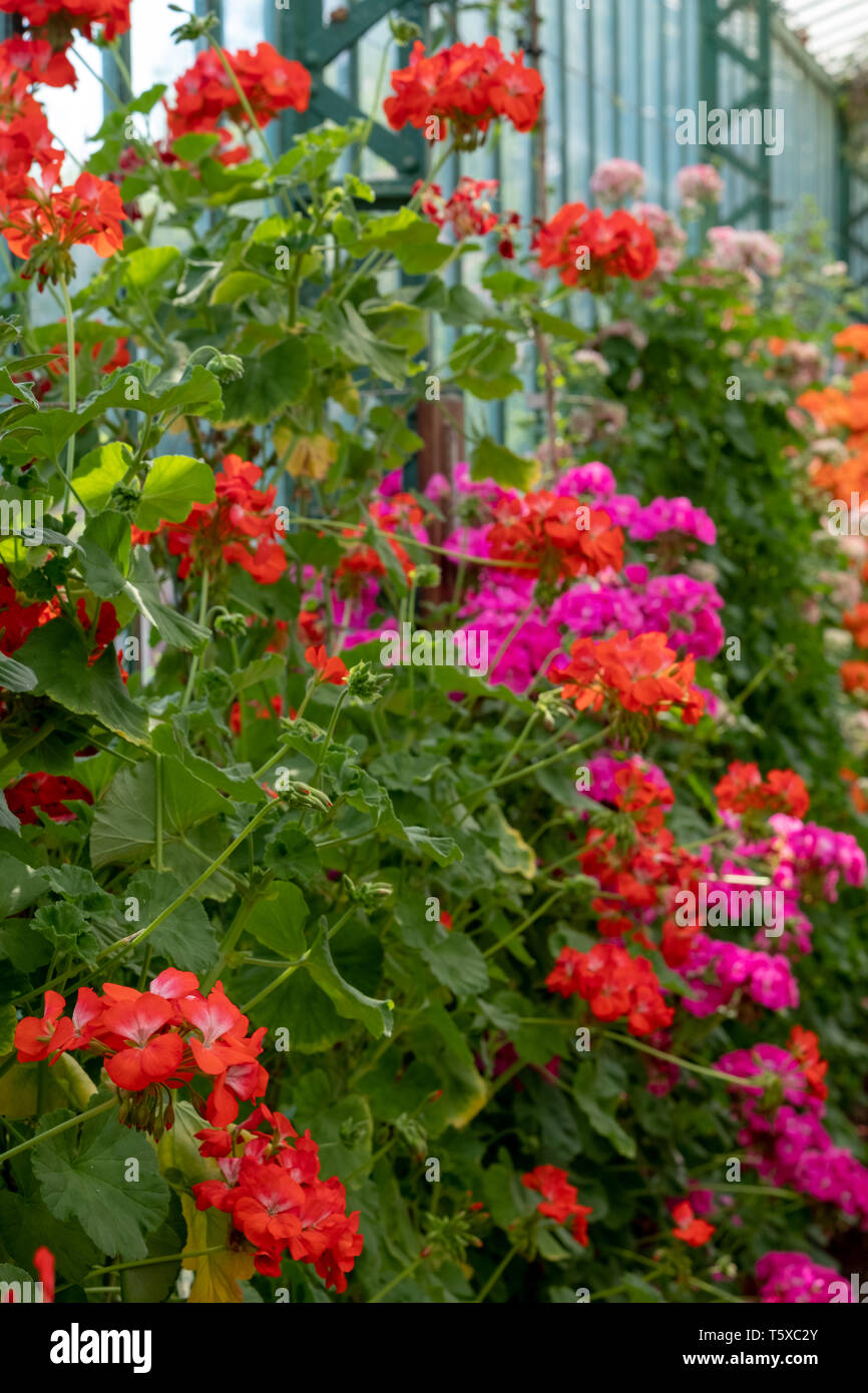 Stunning geraniums in the Geranium Gallery at The Royal Greenhouses at Laeken, part of the Castle of Laeken, Brussels, Belgium. Stock Photo