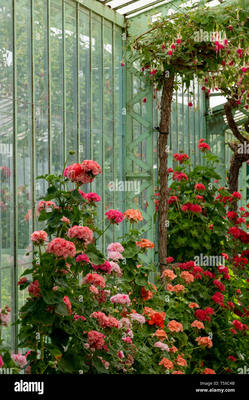 Stunning geraniums in the Geranium Gallery at The Royal Greenhouses at Laeken, part of the Castle of Laeken, Brussels, Belgium. Stock Photo
