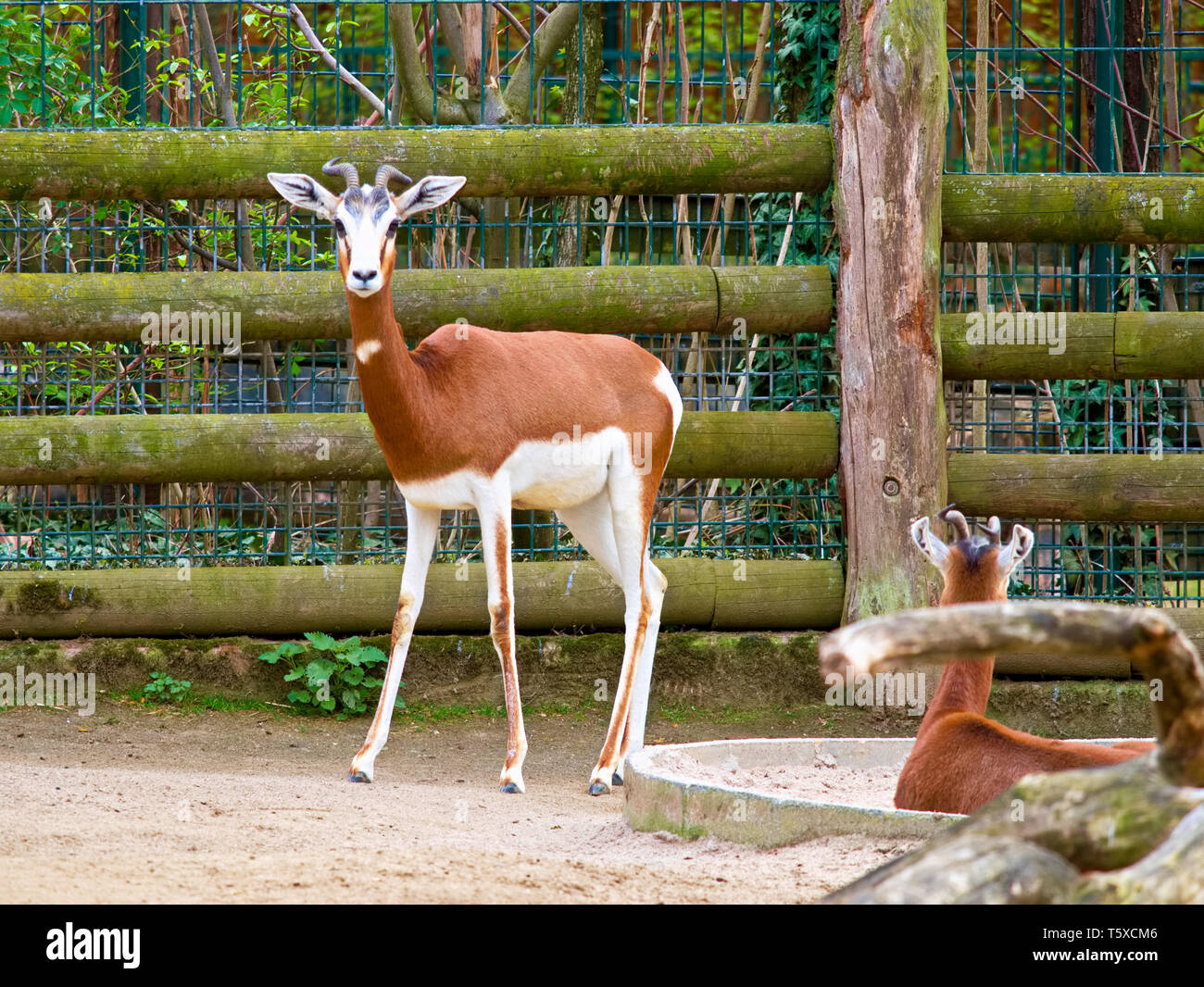 Antelope in the Zoo of Frankfurt Stock Photo