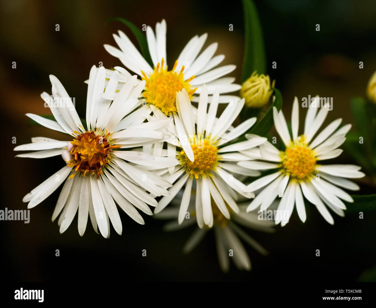 Group daisies hires stock photography and images Alamy