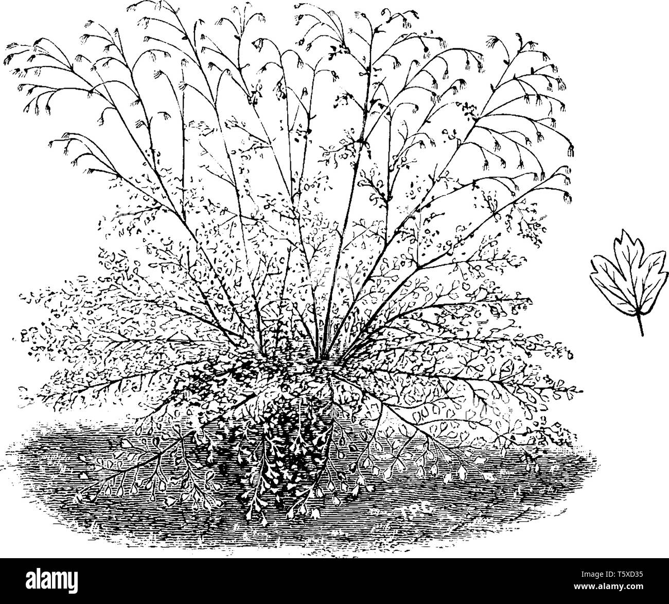 Picture depicting the leaves of Isopyrum Thalictroides. This plant is usually nine to fifteen inches long in height, vintage line drawing or engraving Stock Vector