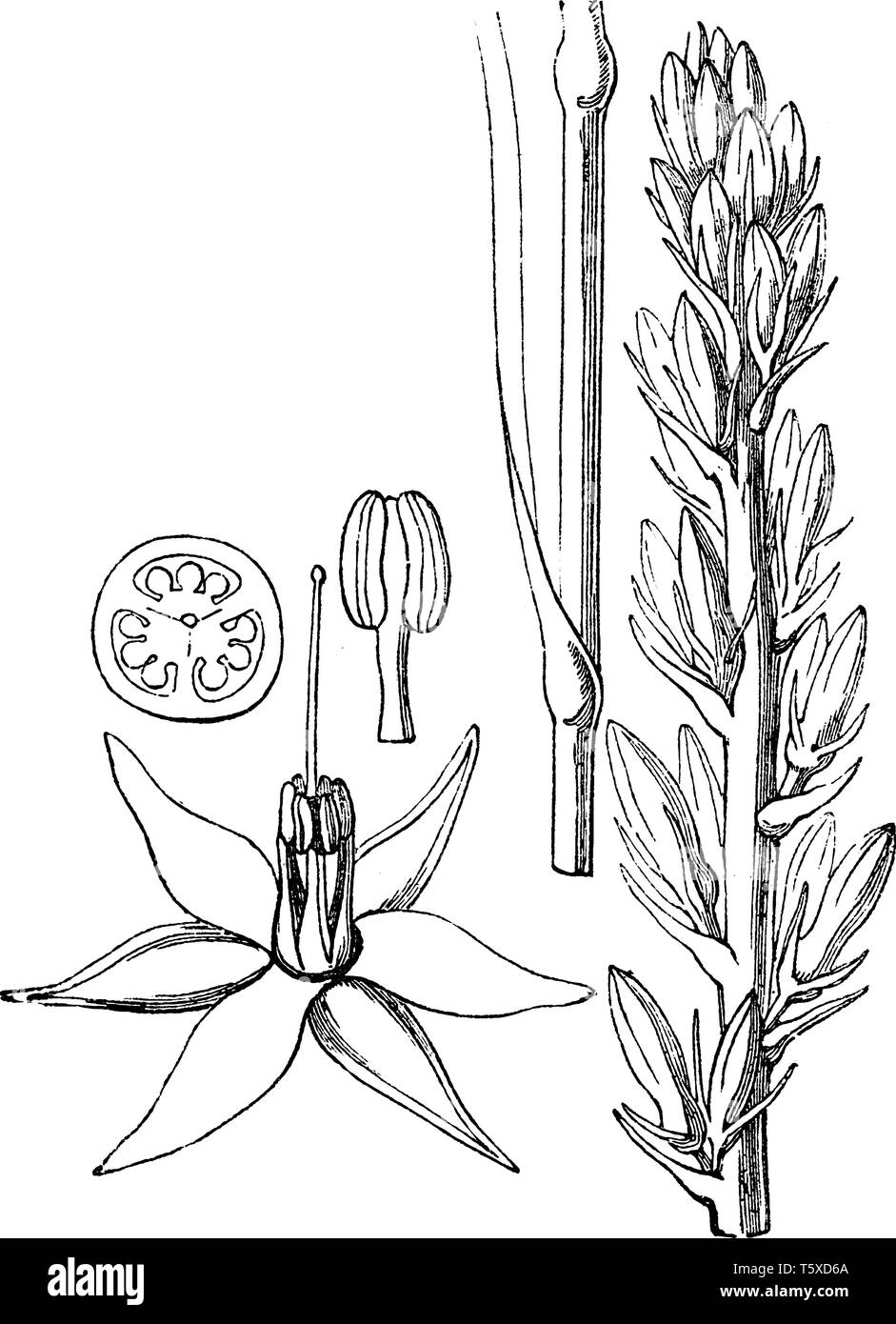 A picture is showing Mardja. Haemodorum spicatum is common name for mardja. In it (1) is a flower spread open, (2) is a cross section of the ovary and Stock Vector