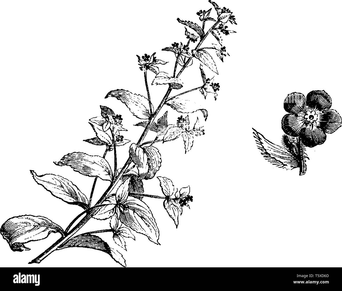 A picture is showing a branch and flower of Anchusa Sempervirens plant. The flowers of anchusa sempervirens are of an intense blue and grow in short e Stock Vector