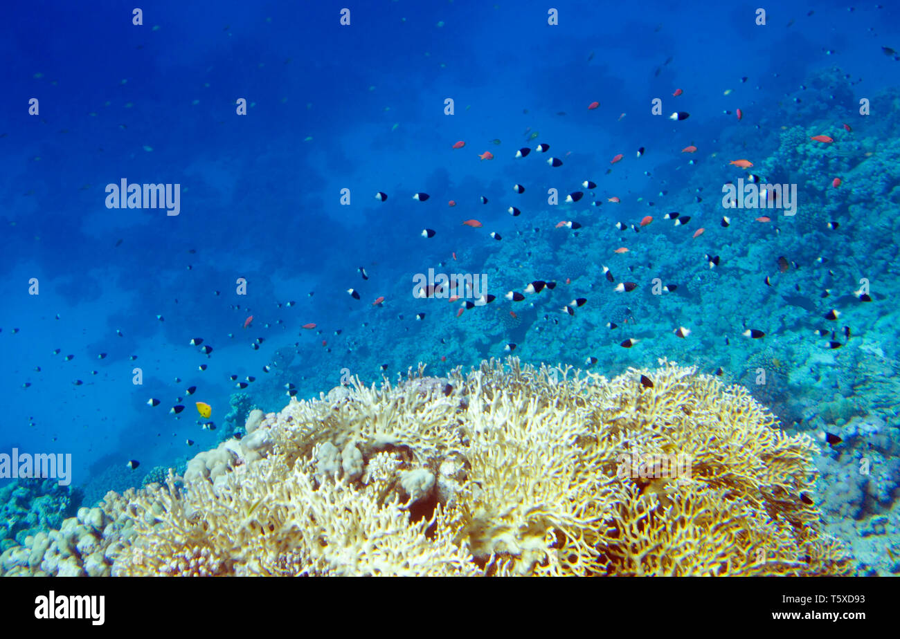 Underwater life of Red sea. Fishes and coral reef. Egypt. Black and white fish Chromis dimidiata and coral Millepora dichotoma Stock Photo