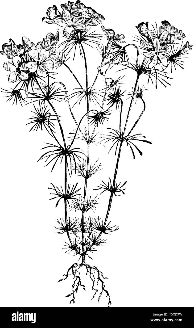 This is a picture of Gilia Androsacea flower; its flowers are lilac, pink and almost white color. The height of these plants is between 9 and 12 inche Stock Vector