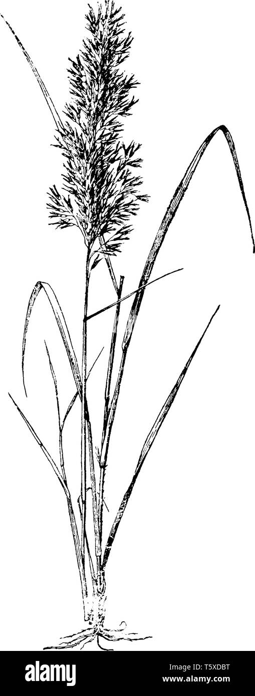 A picture, that's showing a Tricholaena rosea. The blades are long and sharp. The flowers grow upside. This is from Poaceae family, vintage line drawi Stock Vector