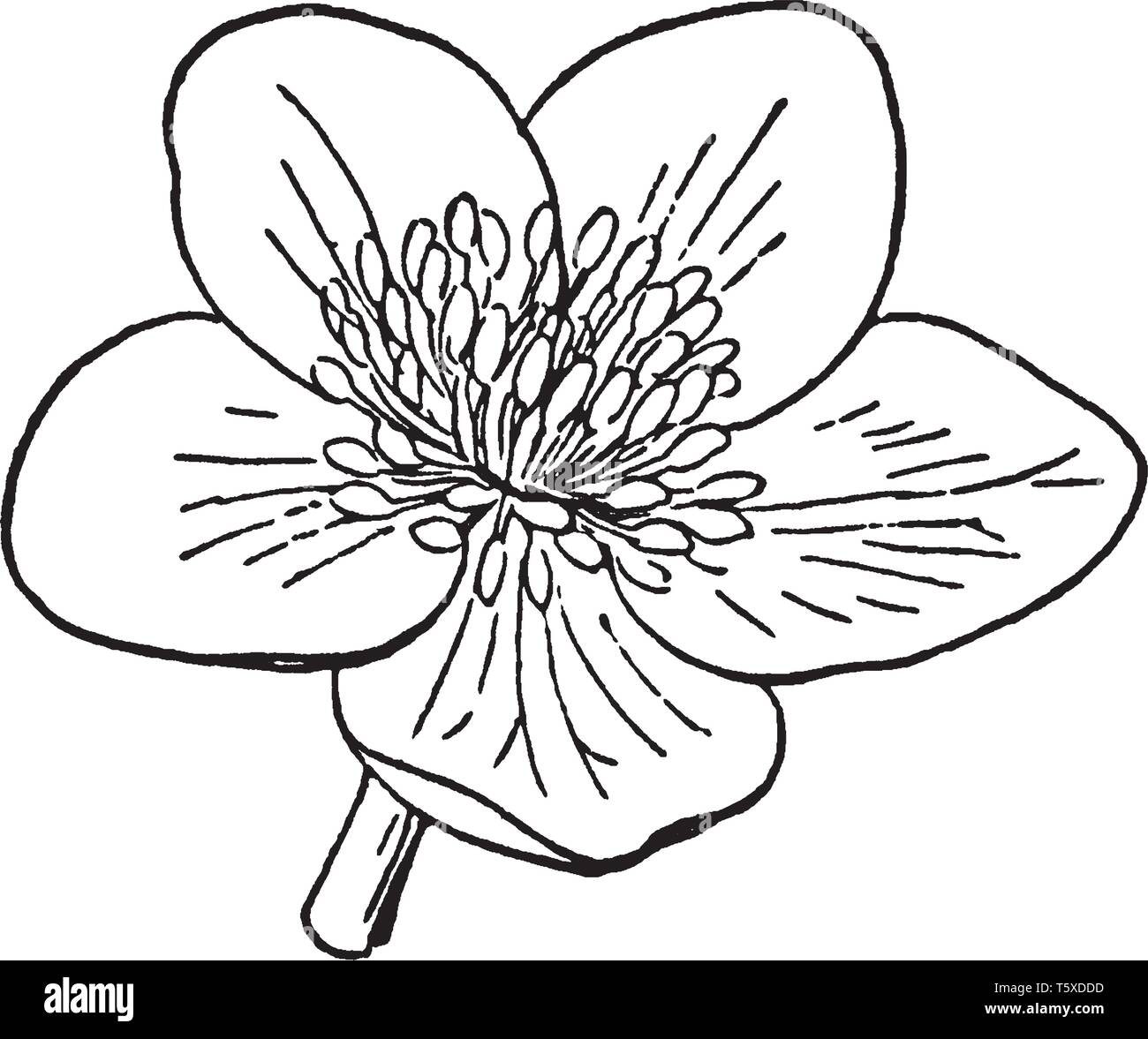 This Picture Is A Type Of Marigold Flower Also Called As Caltha Palustris Vintage Line Drawing Or Engraving Illustration Stock Vector Image Art Alamy Craffair artificial marigold flower strings orange color, party backdrop, party decoration, indian theme party decor, photo prop, wedding decorations, housewarming decoration craft pack of 5 artificial dark orange marigold flower garlands 5 feet long, for parties, indian weddings, indian. https www alamy com this picture is a type of marigold flower also called as caltha palustris vintage line drawing or engraving illustration image244599753 html