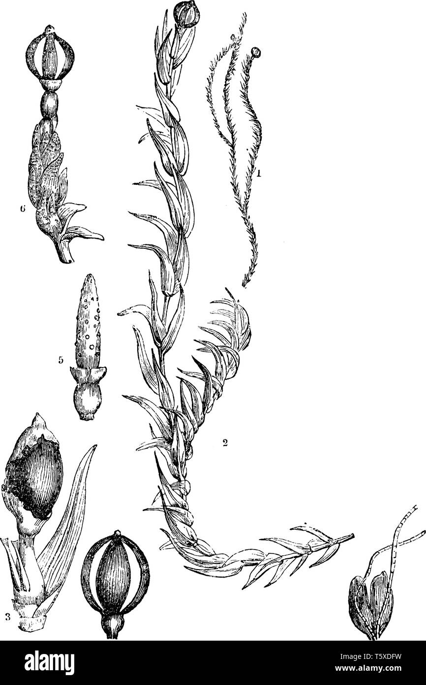 This image shows the andrea nivalis, 2. the same much magnified; 3. spore-case with the torn calyptra; 4. spore-case after the discharge of the spores Stock Vector