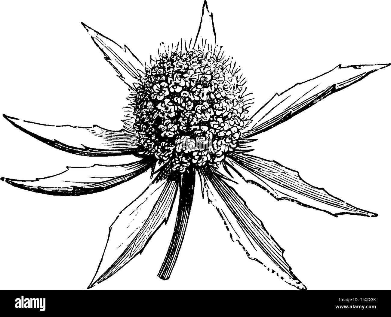 A picture, that's showing Eryngium Planum, also known as Blue Eryngo. It belongs to Apiaceae family. The flowers are blue with round heads, vintage li Stock Vector