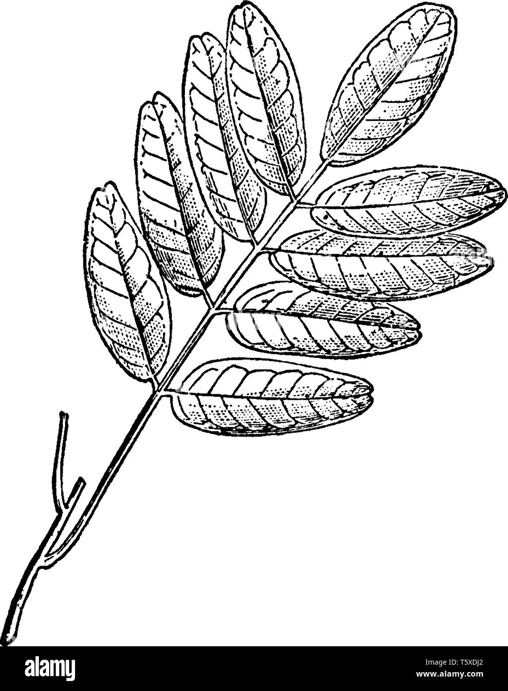 This picture represents branch of Pilocarpus is member of Rutaceae family mostly found in Neotropics of South America, vintage line drawing or engravi Stock Vector