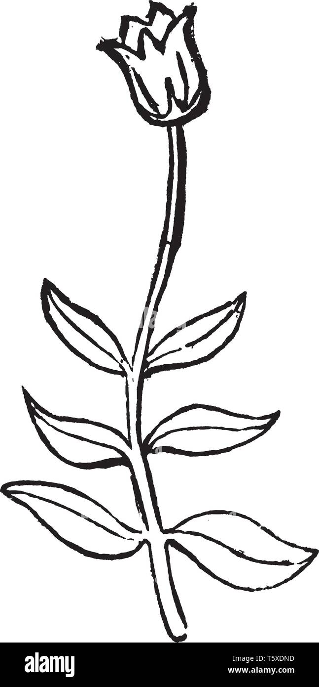 This is a small plant having opposite leaves at same level on a stalk and  one flower at top, vintage line drawing or engraving illustration Stock  Vector Image & Art - Alamy