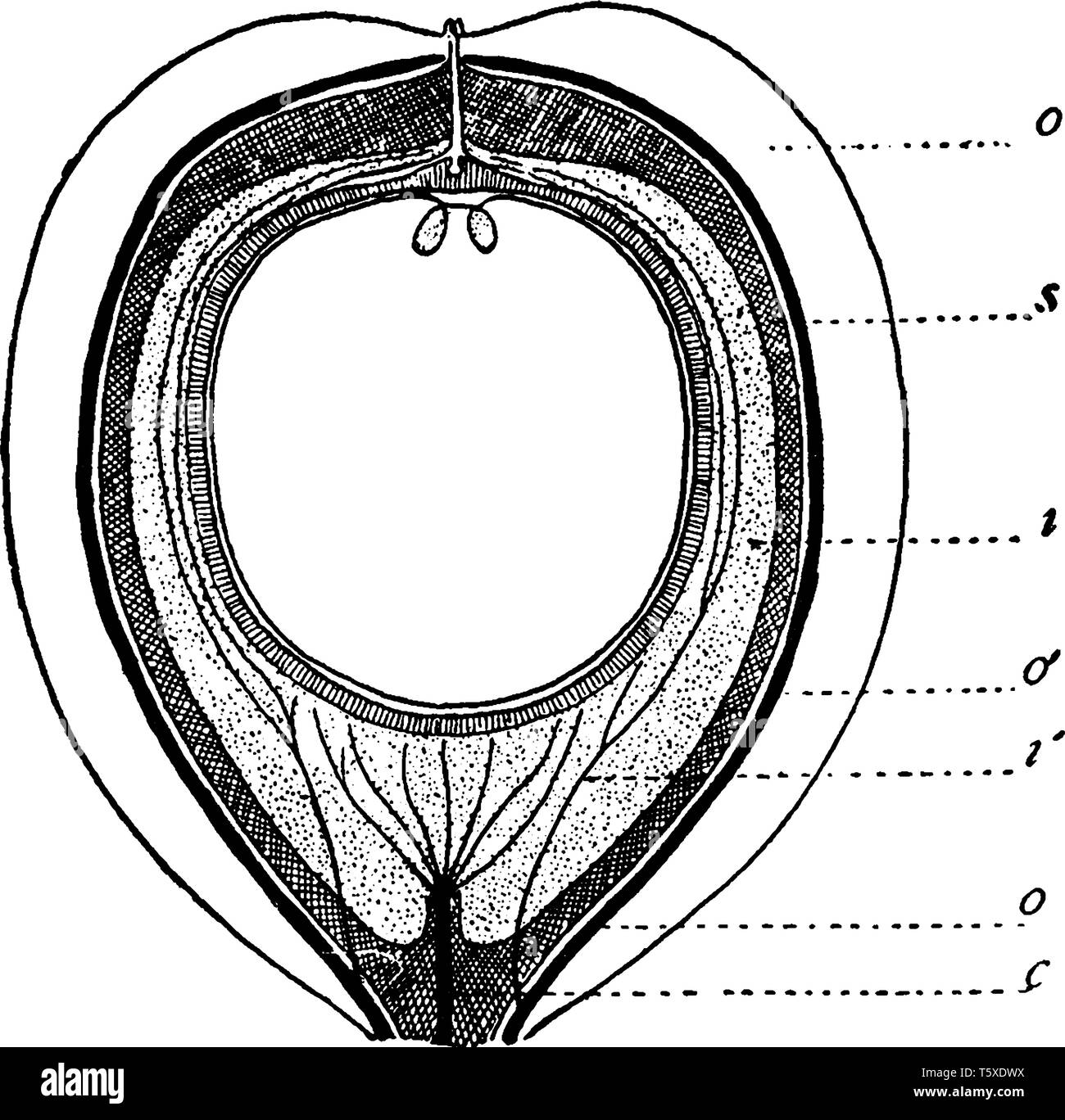 A picture showing the sections of seed. The section shows Cycas Circinalis, outer fleshy layer, inner fleshy layer and central vascular bundle, vintag Stock Vector