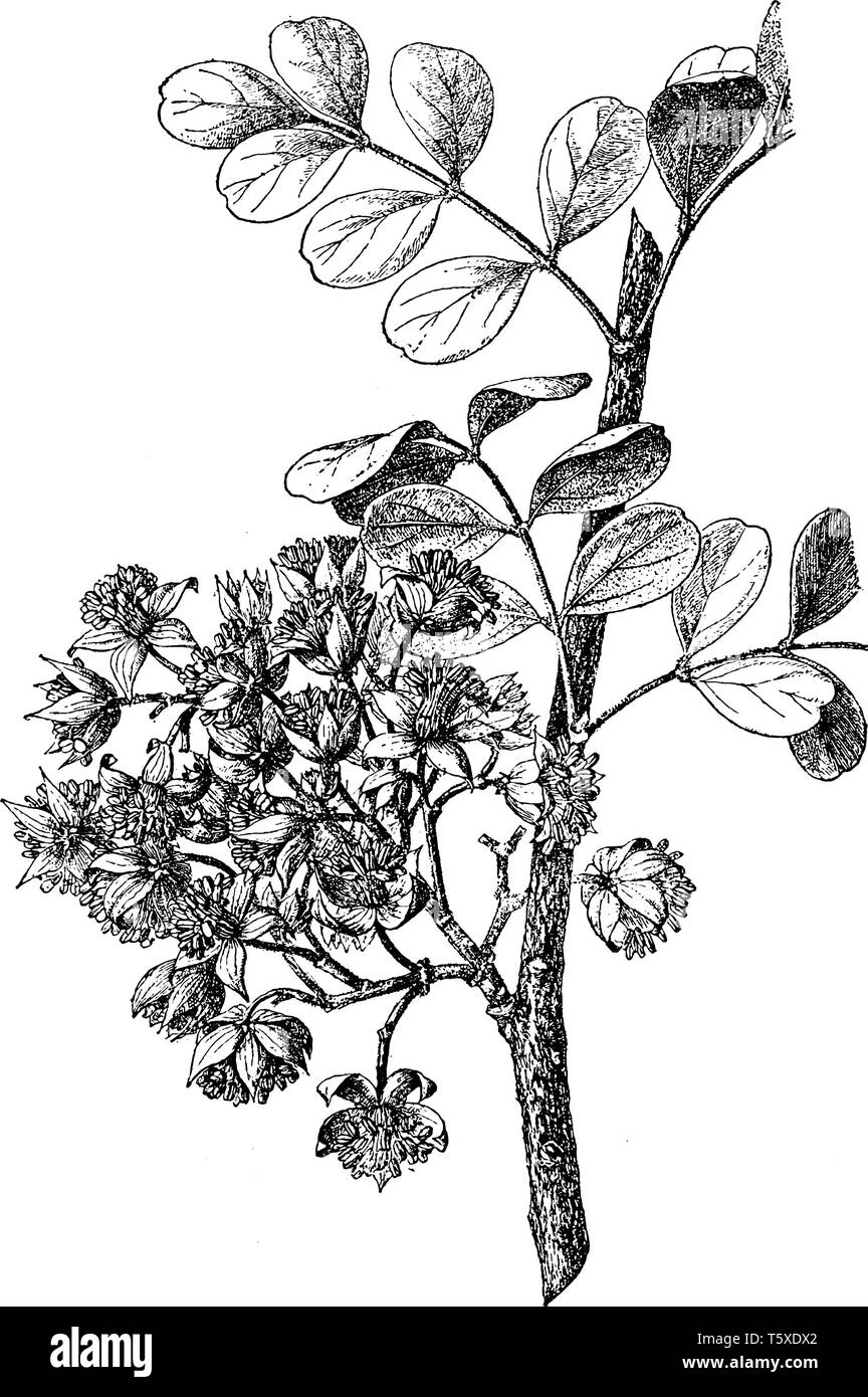 A unique species of plants belonging to the Oblata. This species is a medium-sized spiny tree; it grows from 10 - 15 meters tall with a straight bowl  Stock Vector