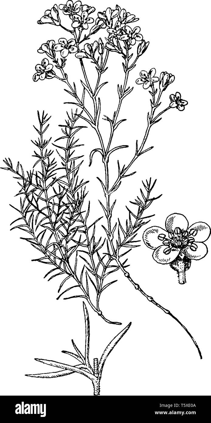 This Picture shows Arenaria Grandiflora plant. The flowers are White, large and grow solitary or in twos or threes. Petals are white and Green Pollen  Stock Vector
