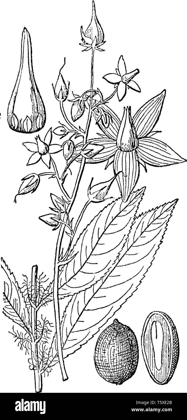 A picture of Sauvagesia plant that belongs to the family Ochnaceae. Leaves are long in shape and plant containing seeds and petals in this picture, vi Stock Vector