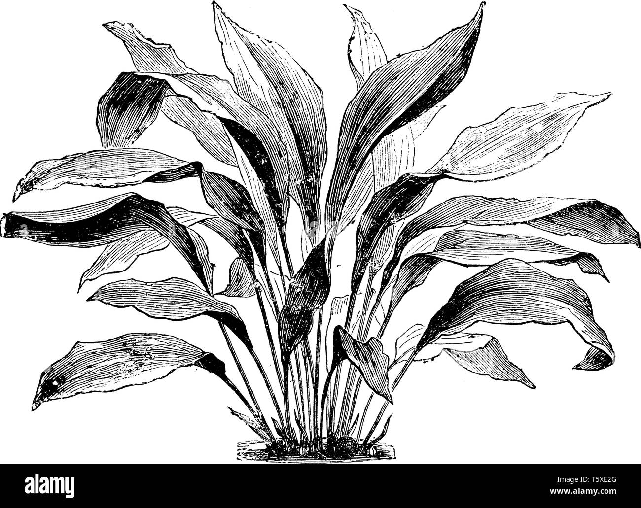 The leaves are growing alone. There are many veins in each leaf. The stem appears beneath the leaves and stalk is very long, vintage line drawing or e Stock Vector