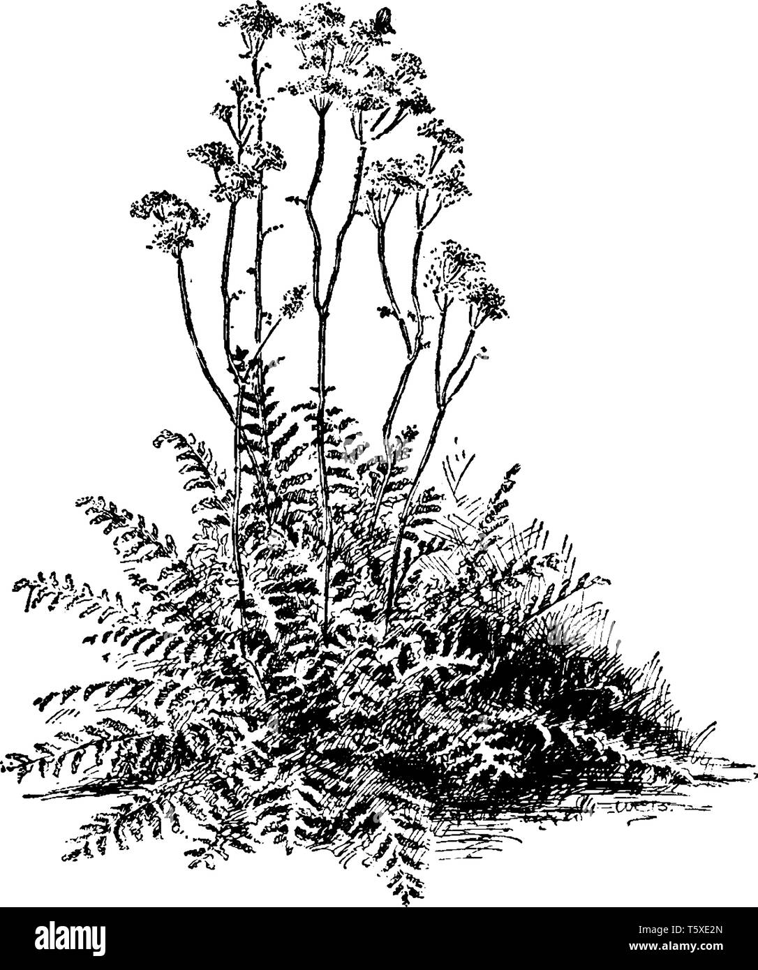 Picture is of Filipendula Hexapetala plant. Flowers are small and have radical leaves. It is also known as dropwort. Flowers are on the top of the lon Stock Vector