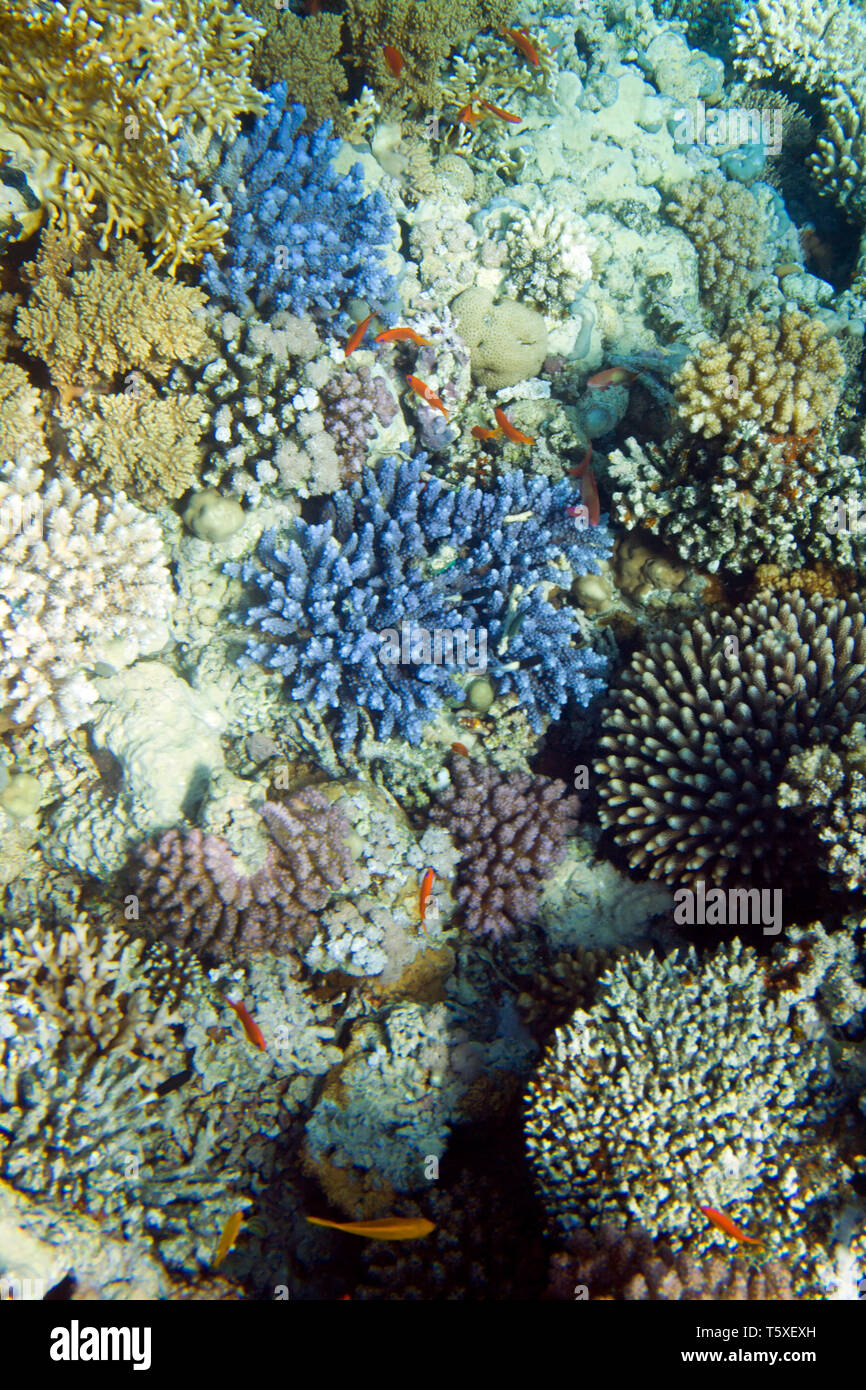 Stylophora pistillata hard coral. Underwater life of Red sea in Egypt. Saltwater fishes and coral reef Stock Photo