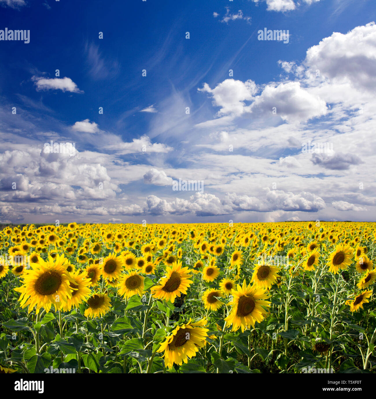 Field of the yellow sunflowers. Sky amd clouds Stock Photo - Alamy
