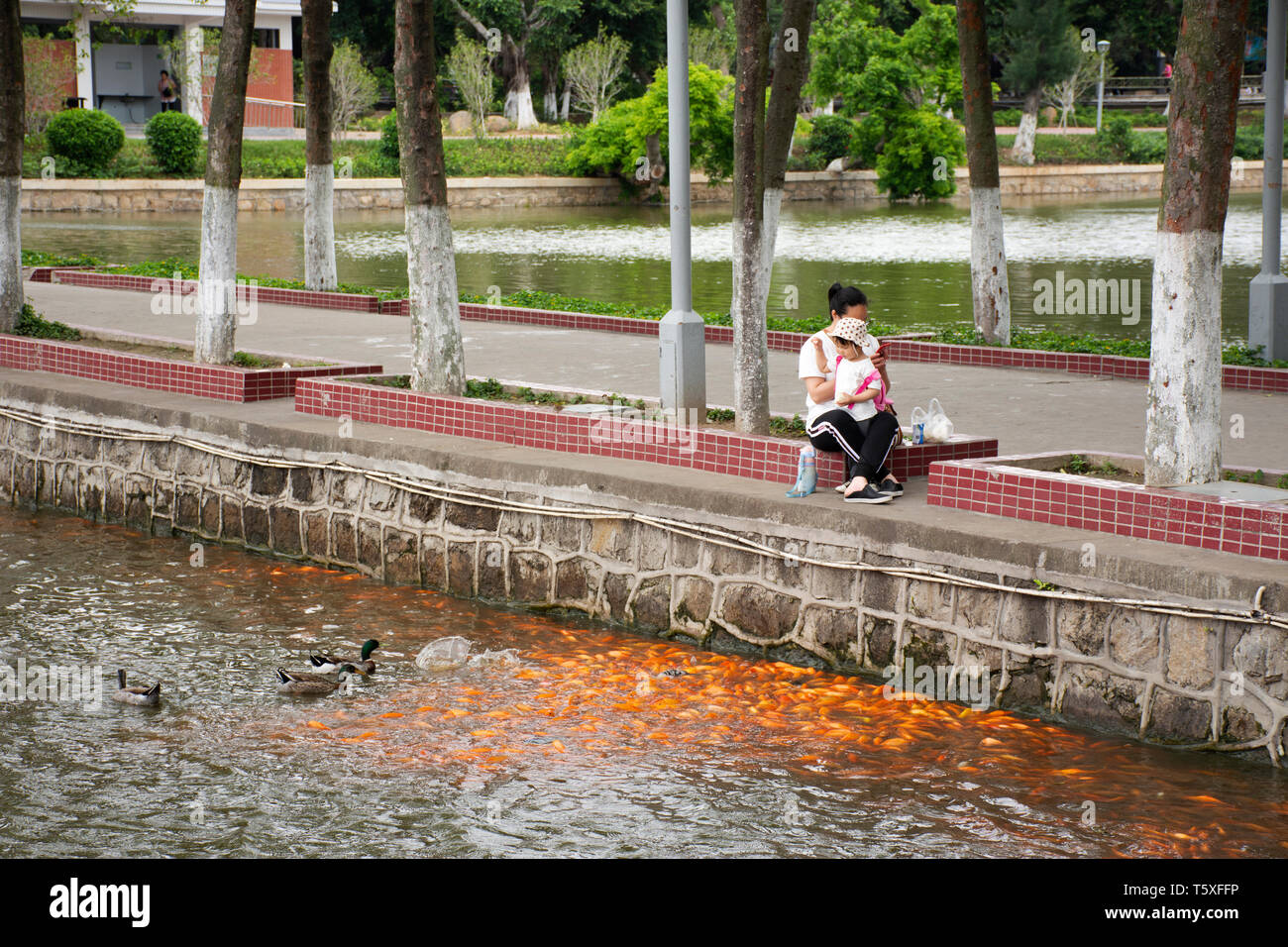 Chinese people feeding food to duck and fancy carp or Koi fish at water pond in the garden at Zhongshan Park in Shantou or Swatow city on May 9, 2018  Stock Photo