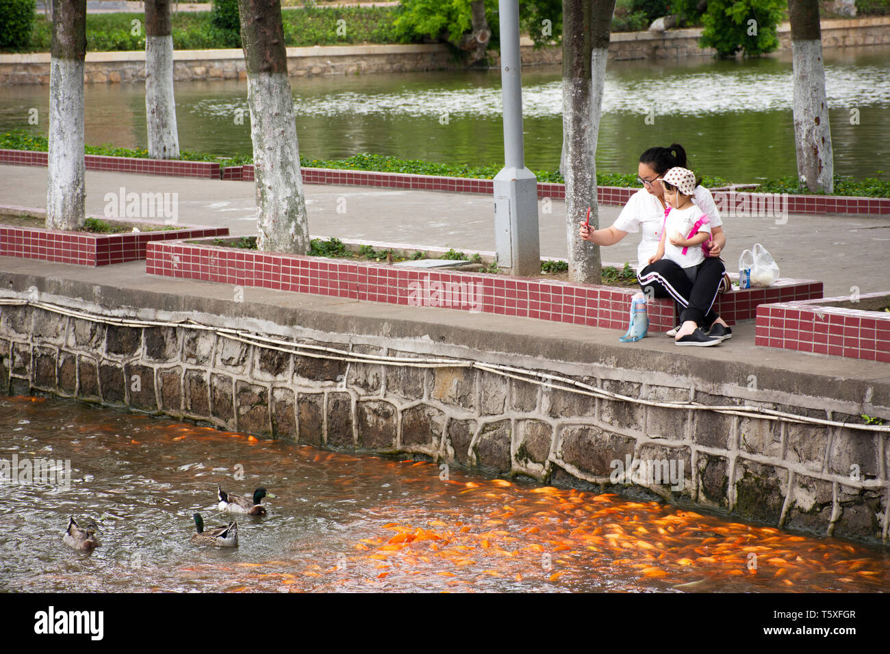 Chinese people and baby feeding food to fancy carp or Koi fish at water pond in the garden at Zhongshan Park in Shantou or Swatow city on May 9, 2018  Stock Photo