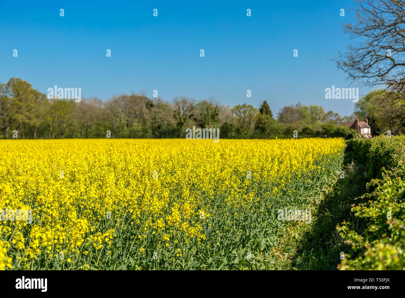 Fields of yellow rapeseed in full bloom. Stock Photo