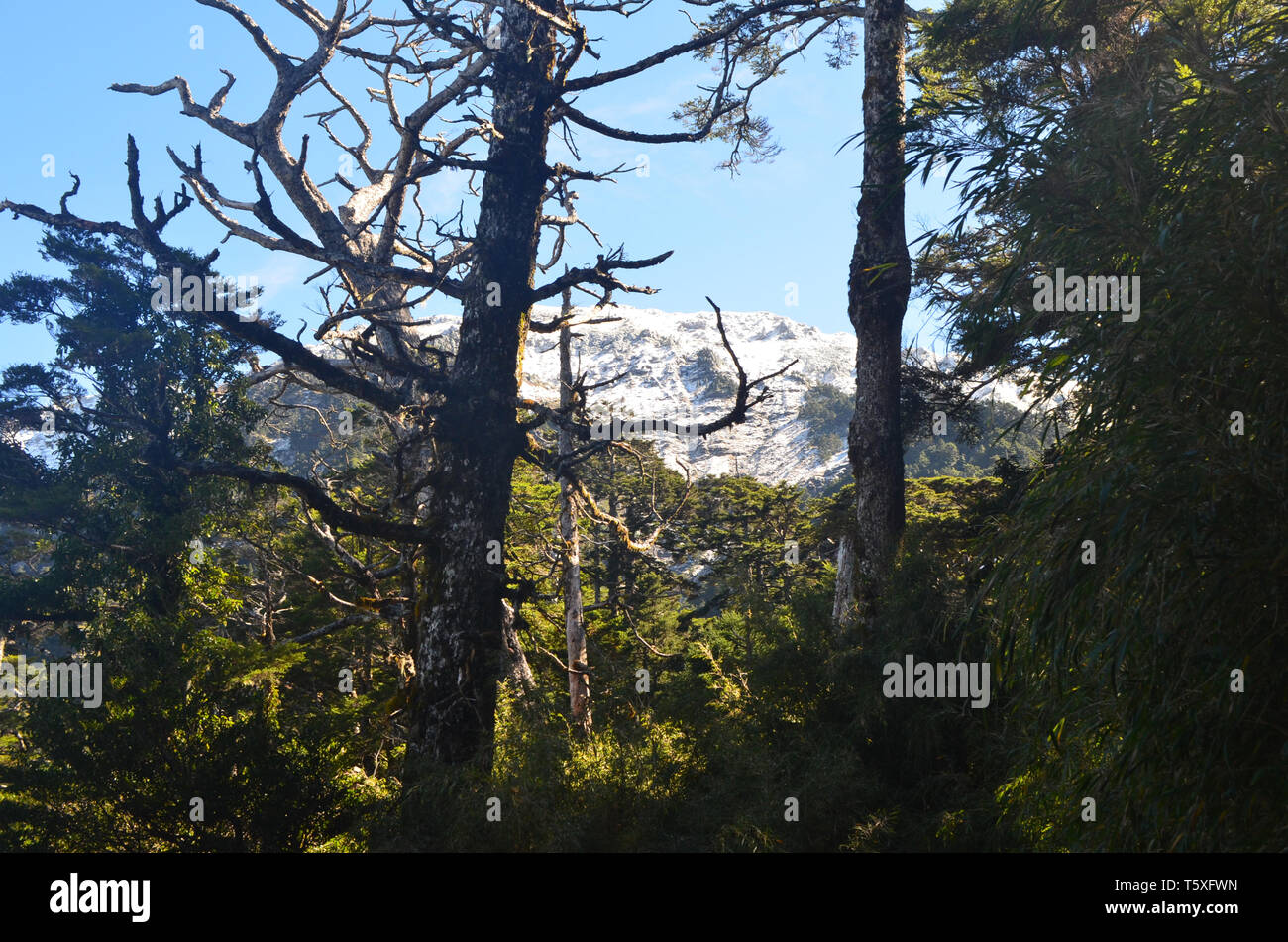 Taiwanese fir forests in the QiLai Mountains, Taroko National park Stock Photo