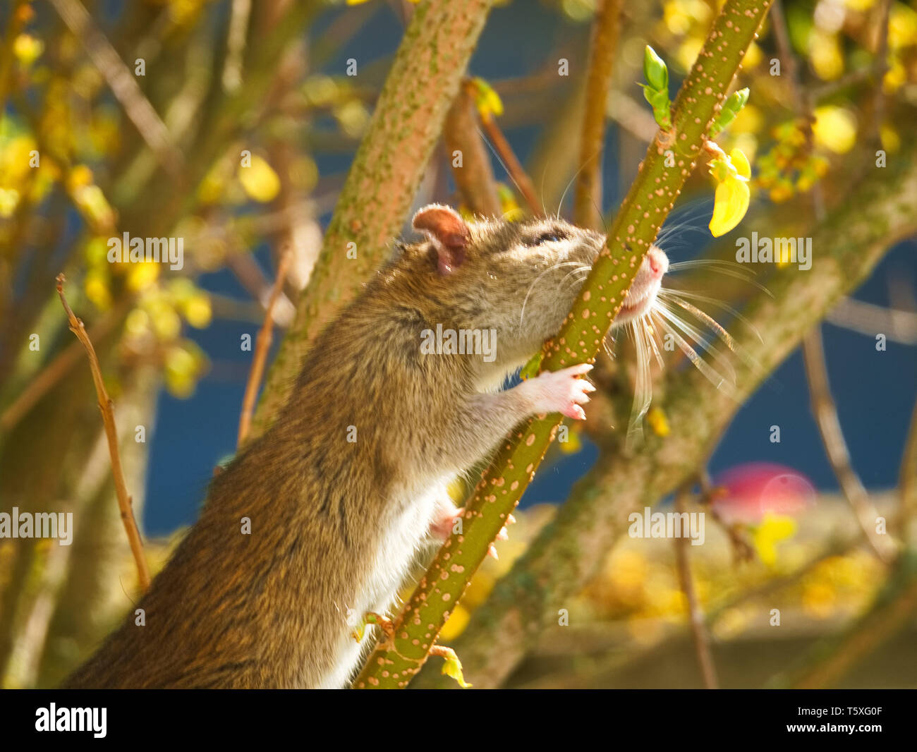 Garden rats hires stock photography and images Alamy