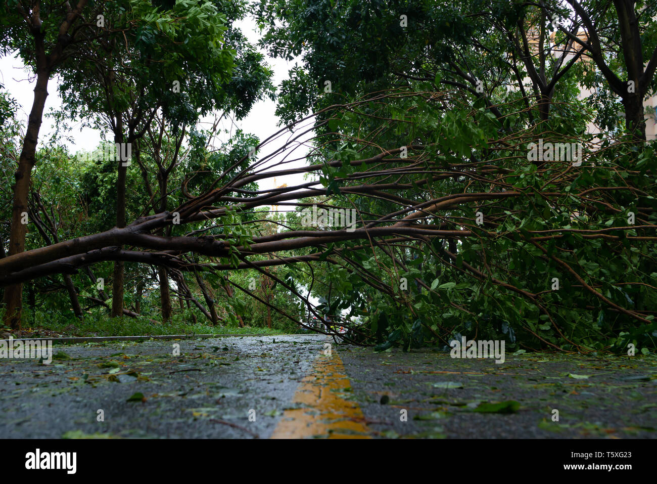 broken tree fell down on the road after a strong storm went through