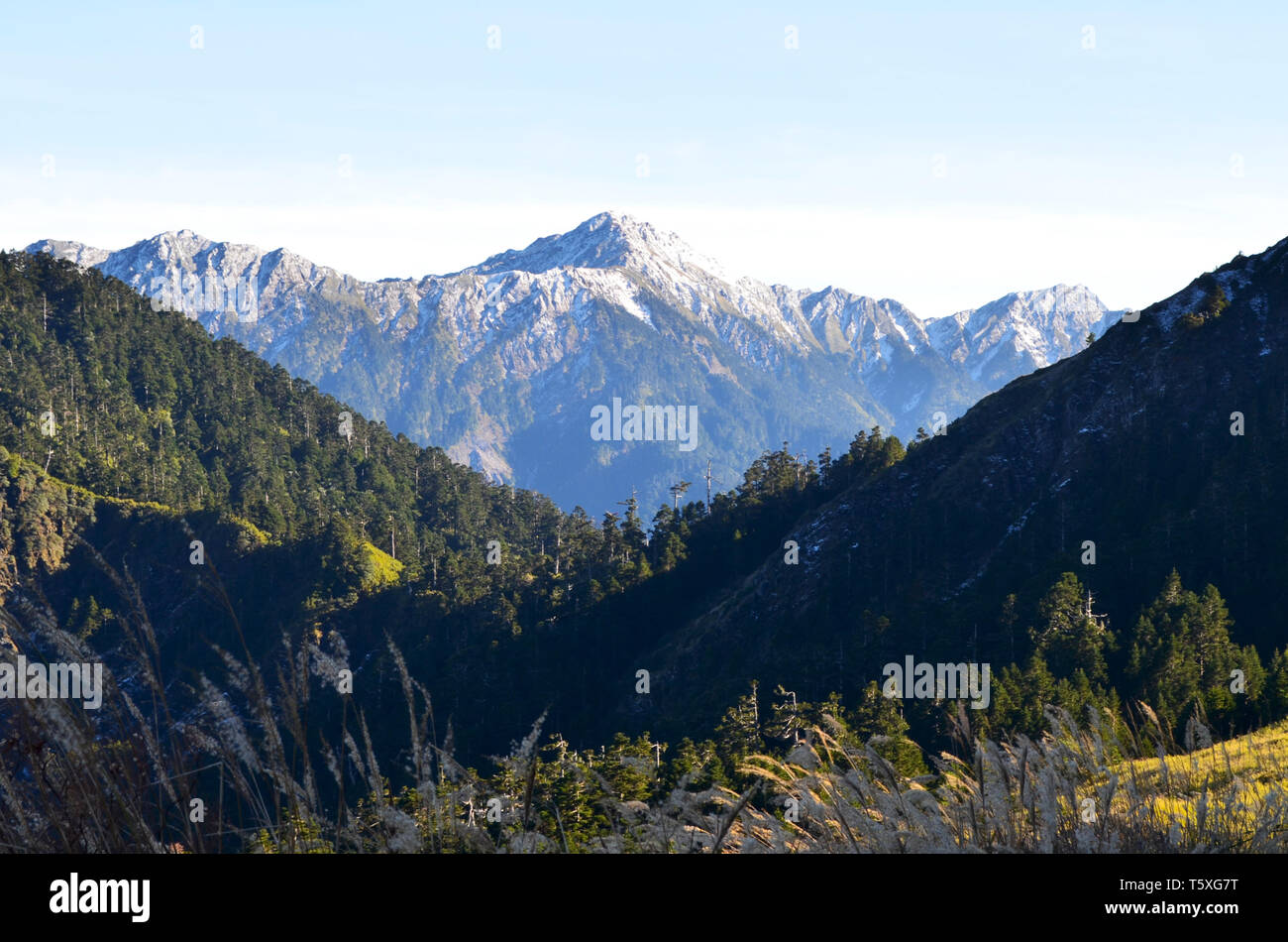 Taiwanese fir forests in the QiLai Mountains, Taroko National park Stock Photo