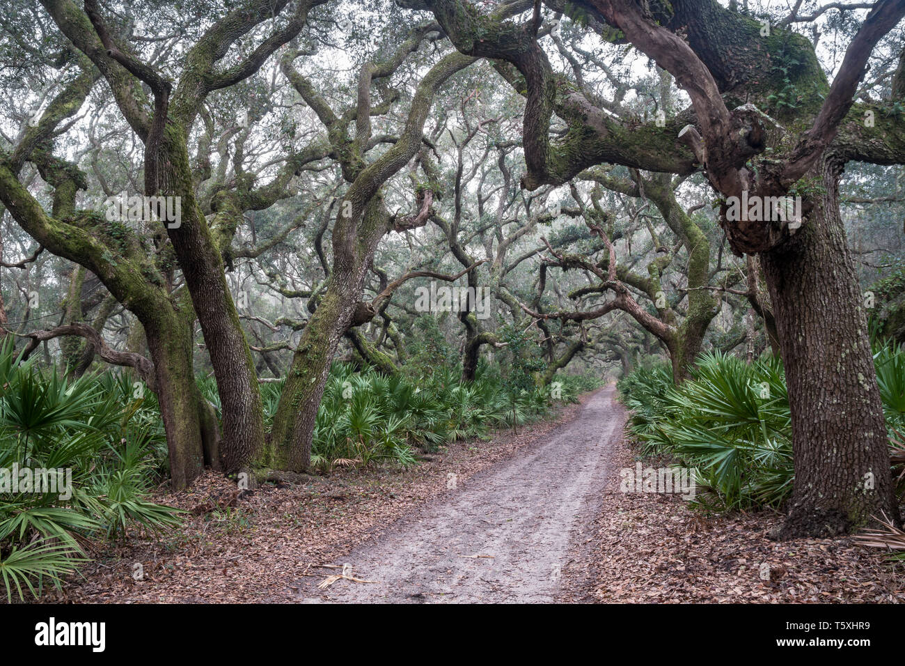 Cumberland Island Maritime Forest, Cumberland Island, Georgia Stock Photo