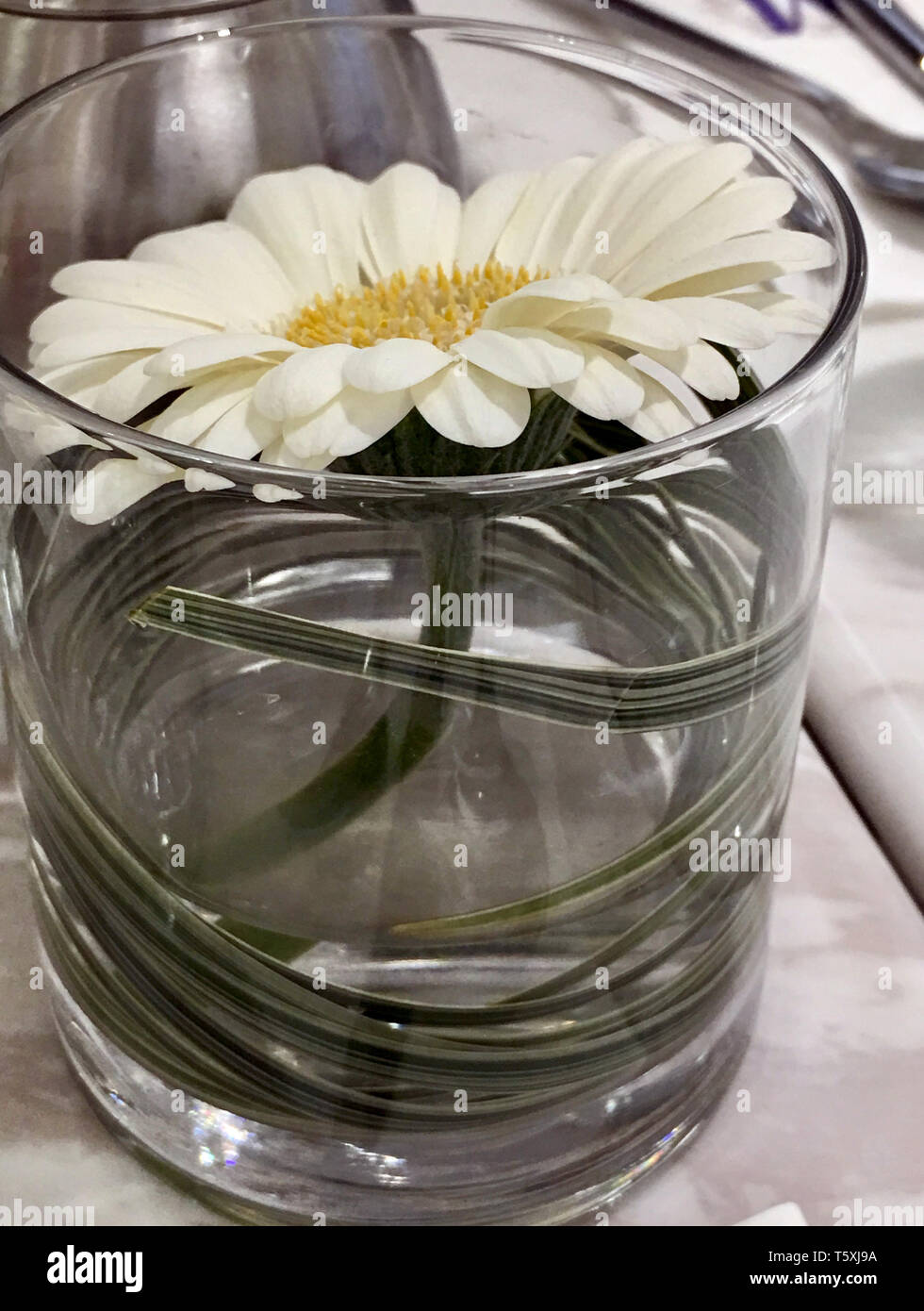 white chrysanthemum in a glass cup Stock Photo
