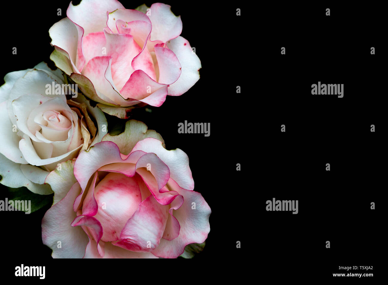 the three roses streaked with red on a black background Stock Photo - Alamy