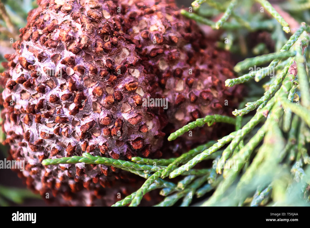 Closeup of Juniper Hawthorn Rust on Cedar. Stock Photo
